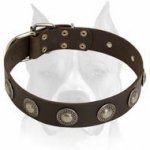 Astonishing Leather Dog Collar with Beautiful Conchos for Amstaff