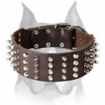 Amstaff Leather Dog Collar with Incredible Decorations