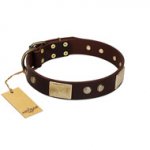 "Middle Age" FDT Artisan Brown Leather Amstaff Collar with Old Bronze-Plated Engraved Flowers and Large Plates