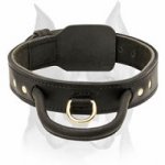2 Ply Leather Dog Collar with Handle for Amstaff Protection Training