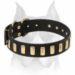 Leather dog collar decorated with Brass Plates for Amstaff Breed