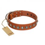 "Silver Spike" Handmade FDT Artisan Tan Leather Amstaff Collar with Old Silver-Like Spikes