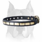 Leather Special Dog Collar With Brass Plates for Amstaff breed