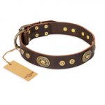 "One-of-a-Kind" FDT Artisan Handmade Decorated Brown Leather Amstaff Collar