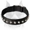 Stylish Design Wide Nylon Amstaff Dog Collar