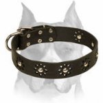 "Flower Blues" Leather Amstaff Collar for Walking in Style