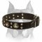 'Rock n Roll' Leather Amstaff Collar - Cool Mix of Decorations