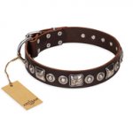 "Pierian spring" FDT Artisan Brown Leather Amstaff Collar with Silvery Decorations