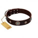 "Magic Stones" FDT Artisan Brown Leather Amstaff Collar with Chrome Plated Brooches and Studs