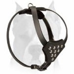 Adjustable Leather Dog Harness with Half-Ball Studs for Amstaff Puppies