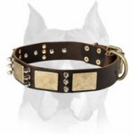 Gorgeous Leather Amstaff Dog Collar with Brass Plates and Nickel Spikes