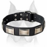 "Vogue Mania" Amstaff Leather Dog Collar with Nickel Plates