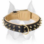 Rich Nappa Padded Leather Dog Collar for Amstaff