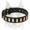 Leather dog collar decorated with Brass Plates for Amstaff Breed
