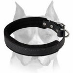 Soft Felt Padded Leather Dog Collar for Amstaff breed