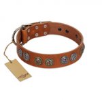 "Luxurious Life" Premium Quality FDT Artisan Tan Leather Amstaff Collar with Round Adornments