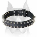 Gorgeous Design Leather Dog Collar With 2 Rows of Nickel Spikes for Amstaff