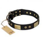 "Spanish night" FDT Artisan Fashionable Leather Walking Amstaff Collar