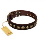 "Street Fashion" FDT Artisan Brown Leather Amstaff Collar Adorned with Circles and Skulls