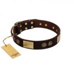 "Bow-Wow Effect" FDT Artisan Brown Leather Amstaff Collar with Plates and Ornate Studs