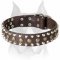 Amstaff Leather Dog Collar with Half-Ball Studs and Pyramids