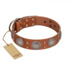 "Far Star" FDT Artisan Tan Leather Amstaff Collar with Engraved Studs
