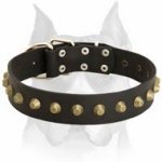 Amstaff breed Fashionable Exclusive Wide Leather Dog Collar