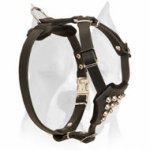 Amstaff Puppies Stylish Leather Dog Harness with Studs