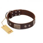 "Stone Stars" Stylish Handmade FDT Artisan Brown Leather Amstaff Collar