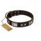 "Satin Beauts" FDT Artisan Brown Leather Amstaff Collar with Stars and Plates
