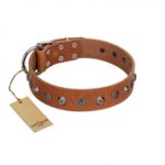 "Silver Age" Fashionable FDT Artisan Tan Leather Amstaff Collar with Silver-Like Studs