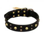 "Heavy Metal" Leather Amstaff Collar with Skulls and Studs 1 1/2 inch (40 mm)