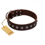 "Spring Flower" Stylish FDT Artisan Brown Leather Amstaff Collar for Comfy Walks