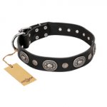 "Black Tie" FDT Artisan Leather Amstaff Collar with Old Silver-like Decorations