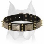 "Haute Couture" Amstaff Leather Collar with Plates and Spikes