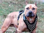 Spiked Leather Dog Harness for Amstaff