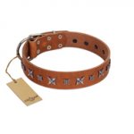 "Star Shine" Exclusive FDT Artisan Tan Leather Amstaff Collar with Silver-Like Adornments