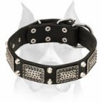 Amstaff Leather Dog Collar with Massive Nickel Fittings and Decorations