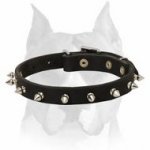 Originally Designed Leather Dog Collar With Cool Spikes for Amstaff Breed