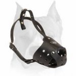 Walking Leather Muzzle for Amstaff