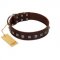 "Kingly Grace" FDT Artisan Brown Leather Amstaff Collar with Silver-like Dotted Studs