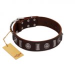 "Spiky Way" FDT Artisan Brown Leather Amstaff Collar with Silver-Like Decorations
