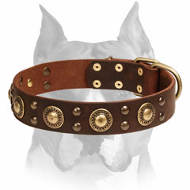 "Space-like" Leather Amstaff Collar with Brass - Plated Decorations "Space-like" Leather Amstaff Collar with Brass - Plated Decorations