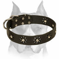 "Flower Blues" Leather Amstaff Collar for Walking in Style "Flower Blues" Leather Amstaff Collar for Walking in Style