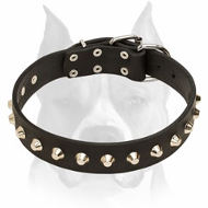 "Daily Elegance" Leather Amstaff Collar with Nickel-Plated Pyramids "Daily Elegance" Leather Amstaff Collar with Nickel-Plated Pyramids