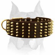 Luxurious Extra Wide Leather Dog Collar with Brass-Plated Spikes for Amstaff