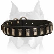 Fashionable Amstaff Leather Dog Collar Designed with Shiny Nickel Plates