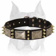 "Haute Couture" Amstaff Leather Collar with Plates and Spikes