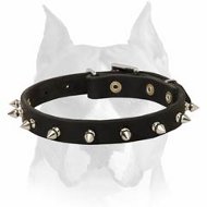 Originally Designed Leather Dog Collar With Cool Spikes for Amstaff Breed