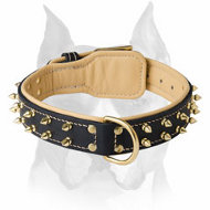 Rich Nappa Padded Leather Dog Collar for Amstaff